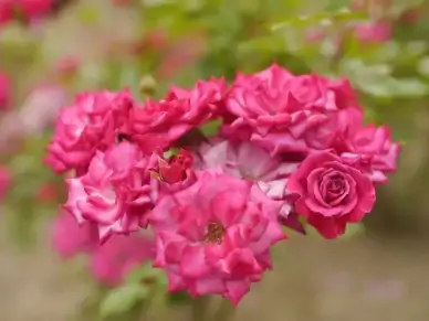 rose wild plum 