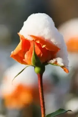 rose with snow