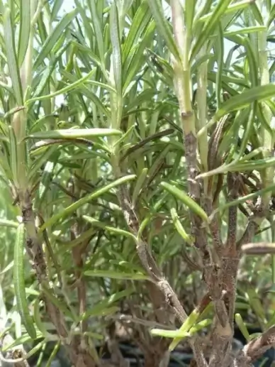 rosemary spice herb