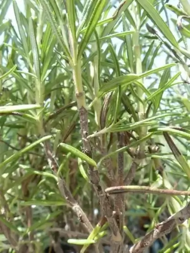 rosemary spice herb