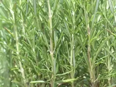 rosemary spice herb