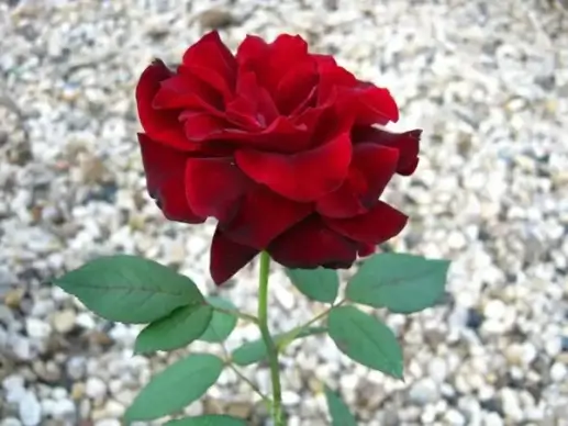roses