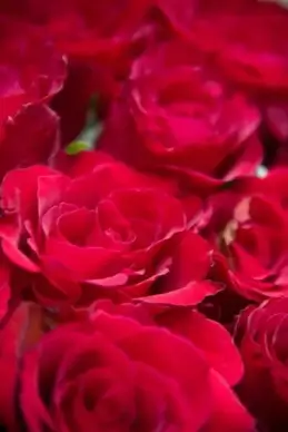 roses