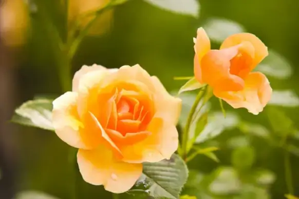 roses backdrop picture elegant closeup 