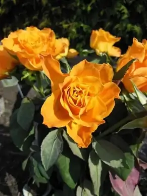roses orange roses bouquet