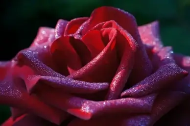 rote rose mit morgentau red rose with morning dew