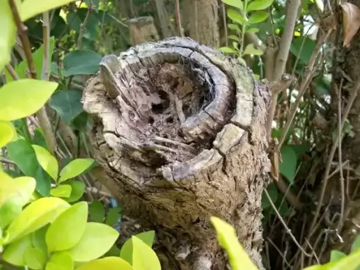 rotting tree stump