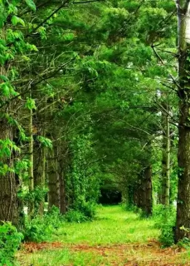 row of trees