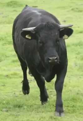 running bull