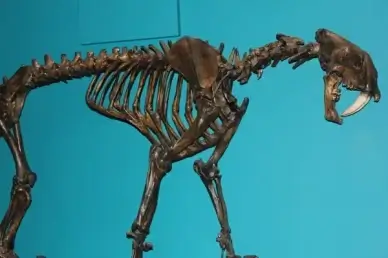 saber toothed tiger