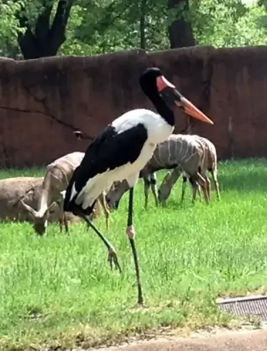 saddle billed stork