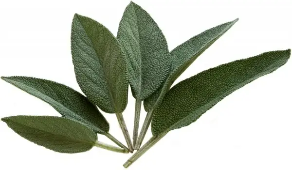 sage kraeuer spice