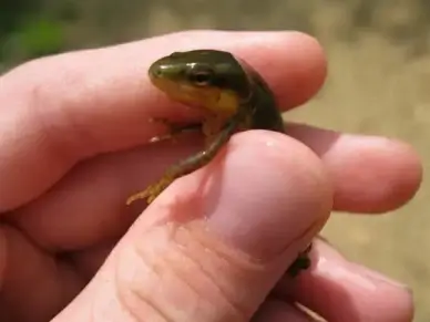 salamander amphibians animal