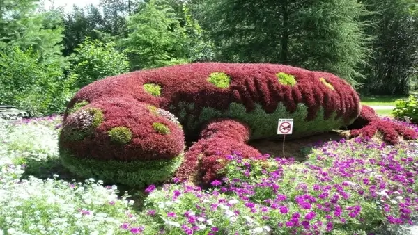 salamander garden plant