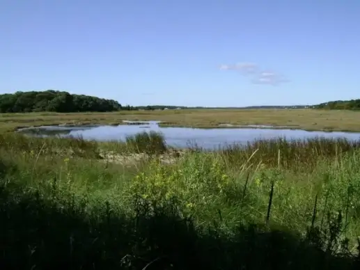 salt marsh view