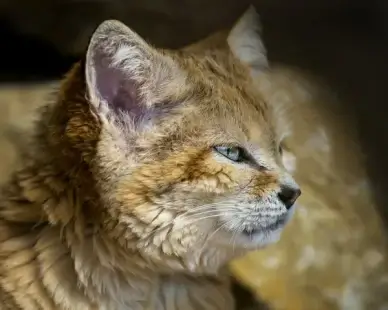sand cat profile