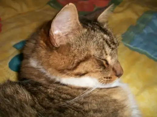 satisfied cat
