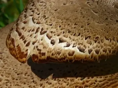 scale mushroom tree fungus