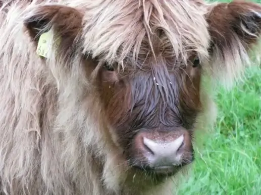 scottish hochlandrind scotland beef