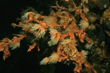 sea cotton