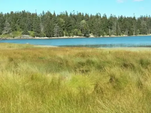 sea grass