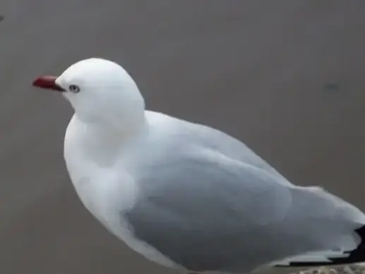 sea gull
