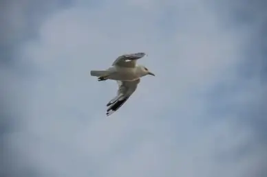 sea gull