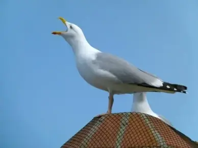 sea gull bird sky