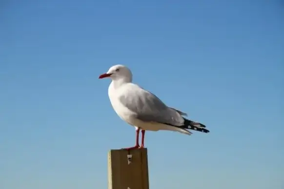 sea gull new zealand sky