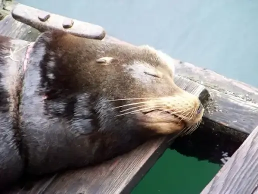 sea lion