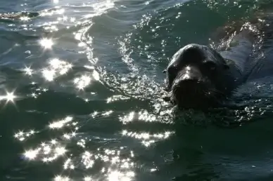 sea lion