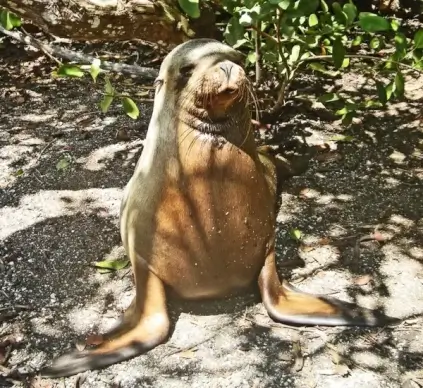 sea lion pup