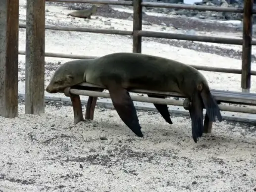 sea lion sleeping on bench