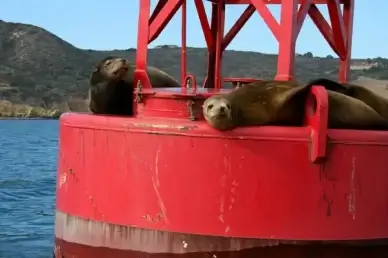 sea lions
