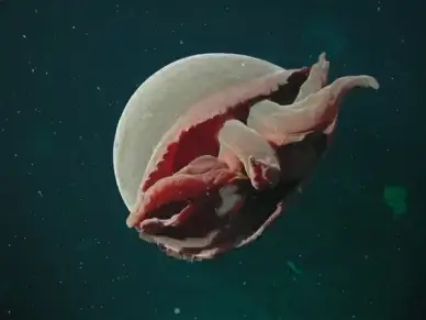 sea ocean water