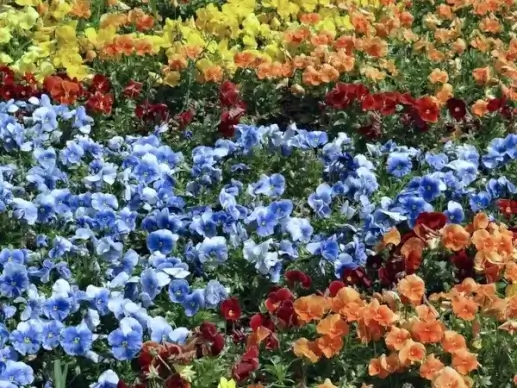 sea of pansies