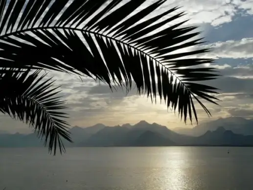 sea outlook frond