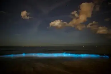 sea sparkles