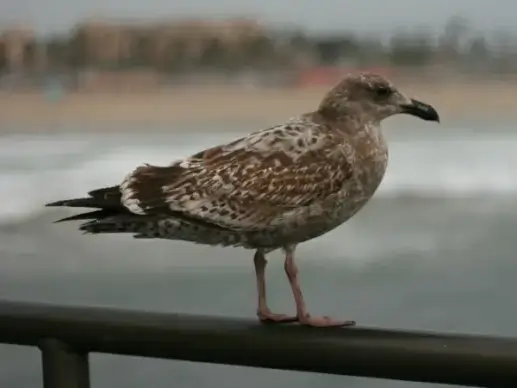 seagull