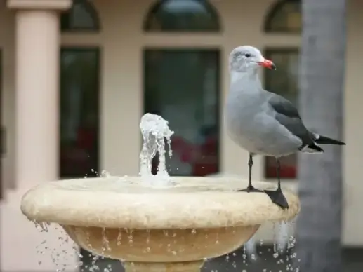 seagull