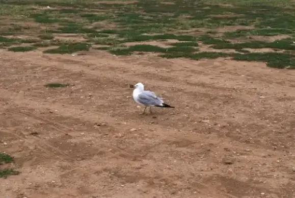 seagull
