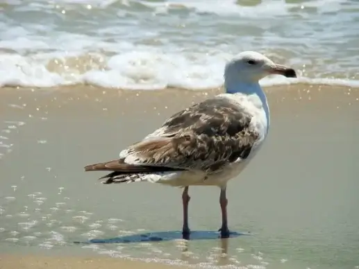 seagull