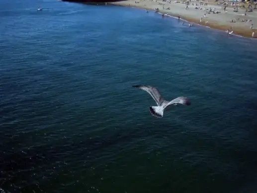 seagull