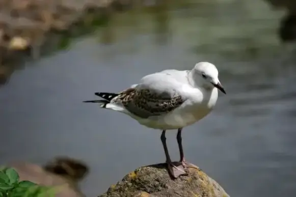 seagull