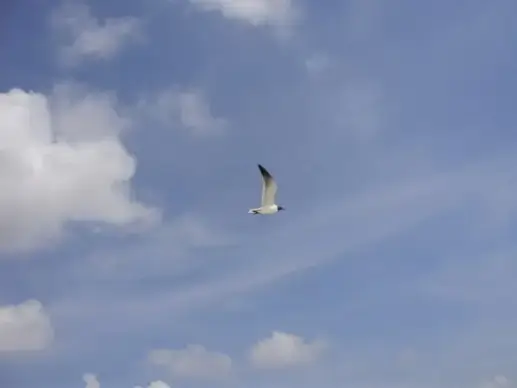 seagull