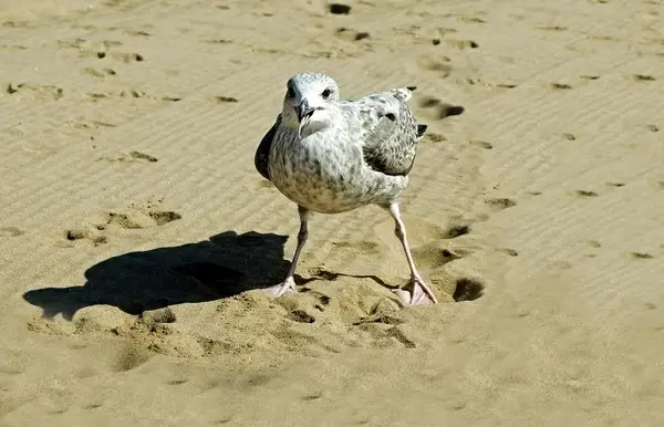 seagull