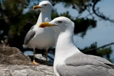 seagull