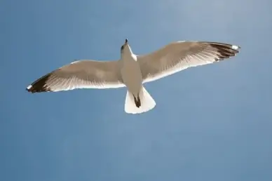seagull