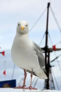 seagull and boat