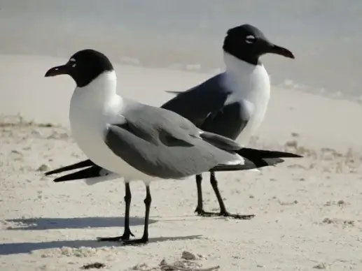 seagull couple contrary